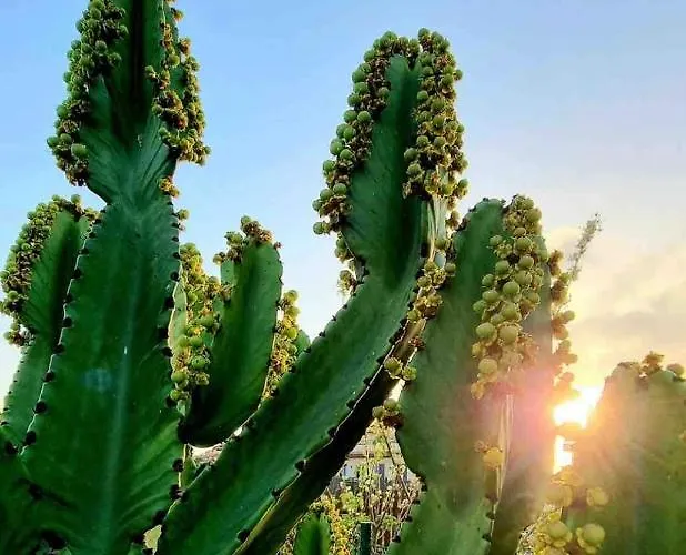 140 Oltre Majanicho By Irent Fuerteventura